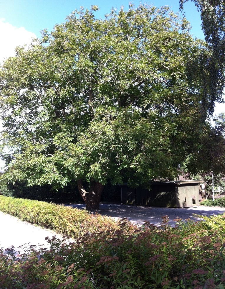 Valnøddetræet ved det nedlagte posthus